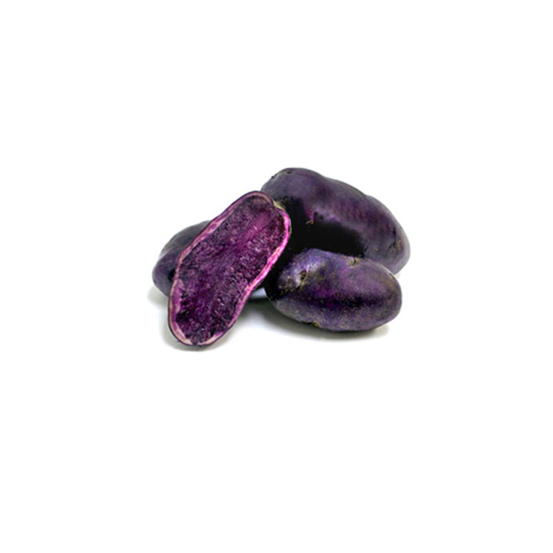 purple congo
